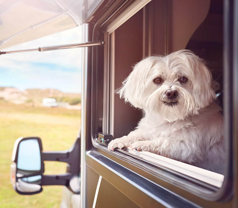 Hunde im Auto: Tipps zum sicheren Transport - DER SPIEGEL