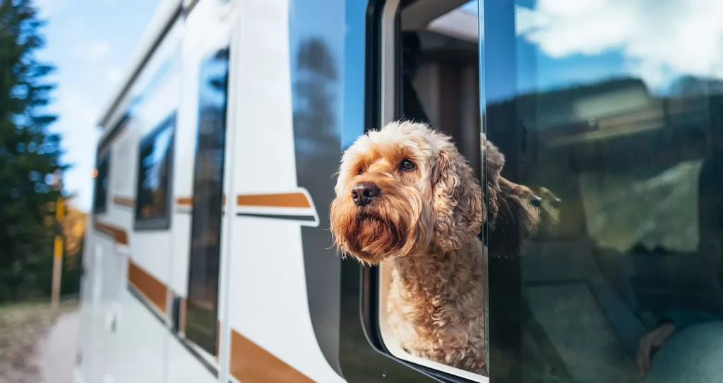Wohnmobil mit Hund
